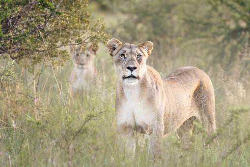 2 lions looking directly at camera on safari
