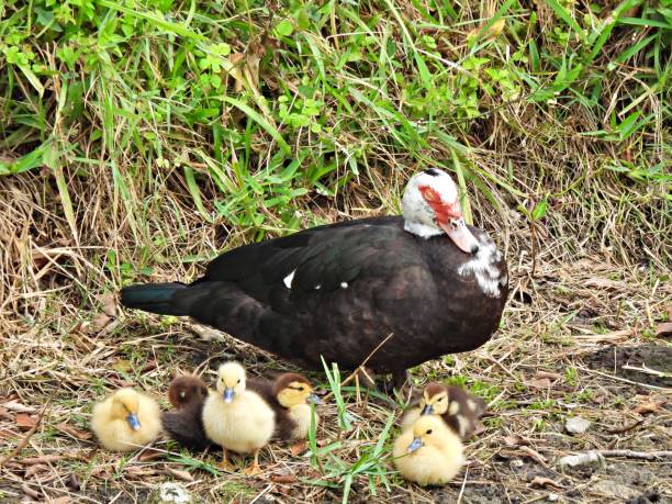 istock Muscovy Duck (Cairina moschata) and ducklings resting 1222064401