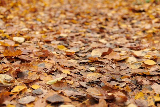 Autumn leaves in city park. Colorful fallen foliage. Design background pattern for seasonal use.