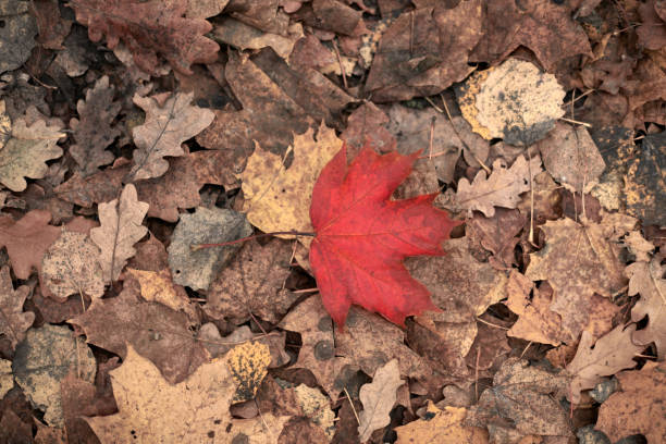 Red autumn leaf on yellow foliage background. Colorful fallen foliage, season change symbol. Design background pattern for seasonal use.
