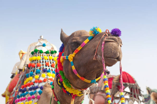 Beautiful decorated Camel on Bikaner Camel Festival in Rajasthan, India Beautiful decorated Camel with Indian flag close up on Bikaner Camel Festival in Rajasthan state, India junagadh stock pictures, royalty-free photos & images