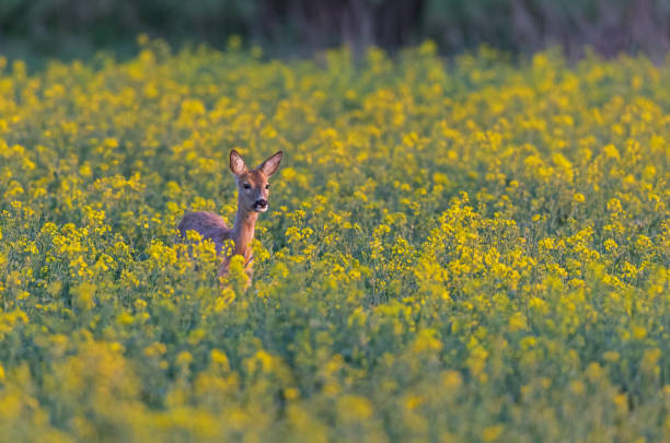 Barren doe Barren doe standing in a rape field in the evening sunlight. deer hide stock pictures, royalty-free photos & images