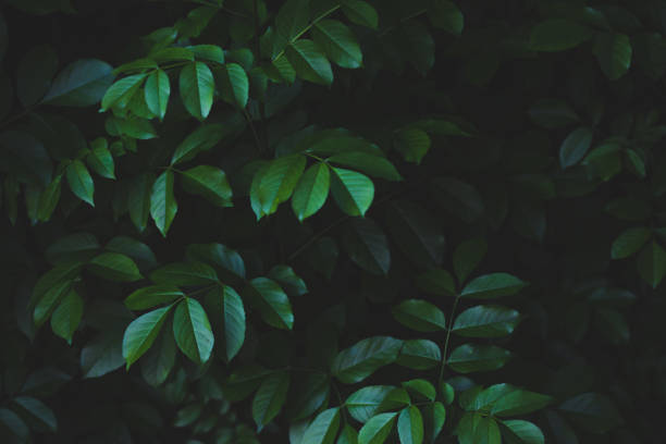 sfondo foglie di foresta - tropical rainforest rainforest tropical climate formal garden foto e immagini stock
