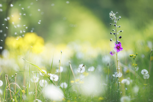 panoramic landscape with flowers on meadow