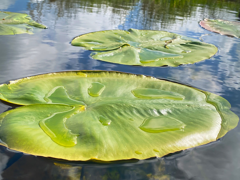 idyllic Irish river scene with lily pads