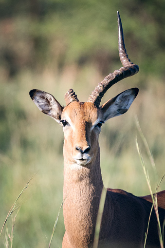Impala antelope looking straight at camera with broken horn on safari