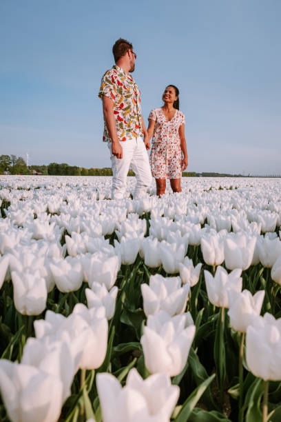 białe pole kwiatowe tulipanów wiosną w holandii noordoostpolder, białe pole tulipanów wiosną - noordoostpolder zdjęcia i obrazy z banku zdjęć