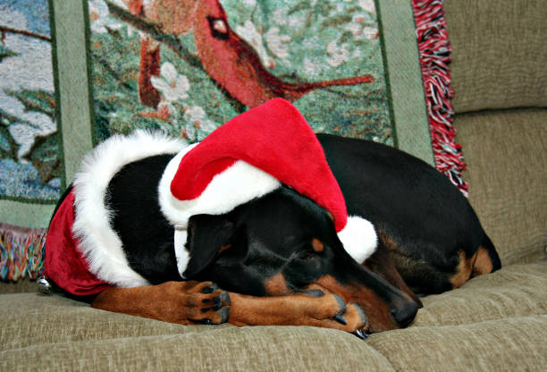 doberman curled in ball dressed for christmas. - christmas quilt blanket green imagens e fotografias de stock