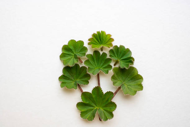 istock Set of green leaves isolated on a white background 1222067729
