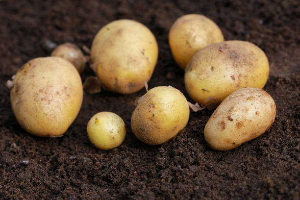 istock Fresh organic potatoes on the ground, copy space 1222068097