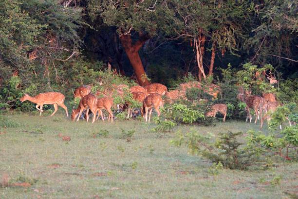 istock Herd of Sri Lankan axis deer, Axis axis ceylonensis, early in morning 1222068272