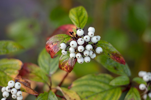 Natural white berries on a green Bush. branch with withe berries in the garden.