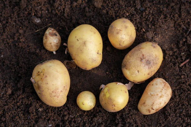 istock Fresh organic potatoes on the ground, copy space, top view 1222069157