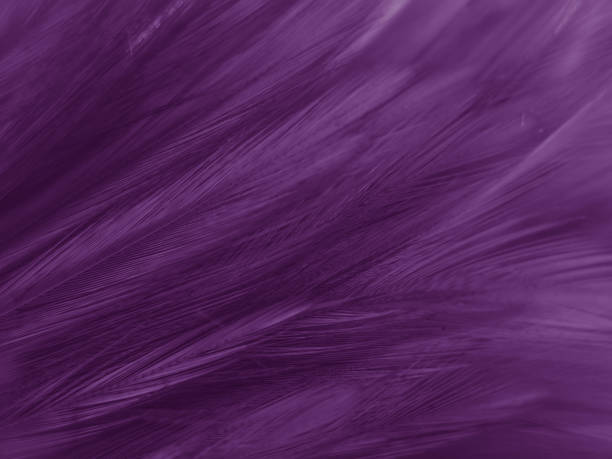 istock Beautiful abstract white and purple feathers on white background and soft white feather texture on white pattern and purple background, feather pink background , purple banners 1222069404