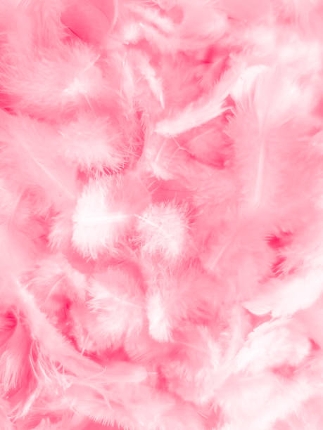 istock Beautiful abstract white and pink feathers on white background and soft white feather texture on pink  pattern and pink background, feather background, pink banners 1222069407