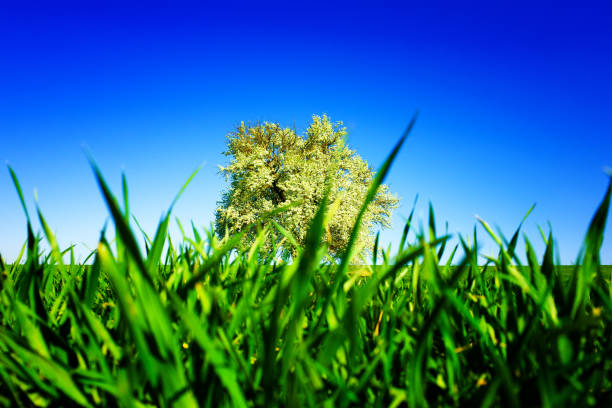 Picturesque rural scene of the blooming pear tree against the background of clear blue sky