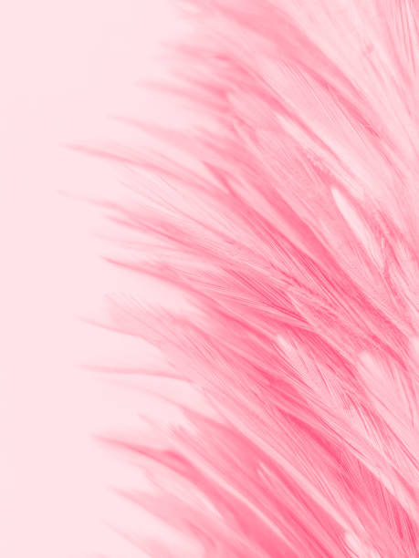 istock Beautiful abstract white and pink feathers on white background and soft white feather texture on pink  pattern and pink background, feather background, pink banners 1222069450