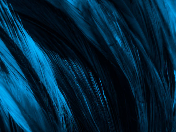 istock Beautiful abstract colorful white and blue feathers on white background and soft white feather texture on blue pattern and blue background, feather background, blue banners 1222069494