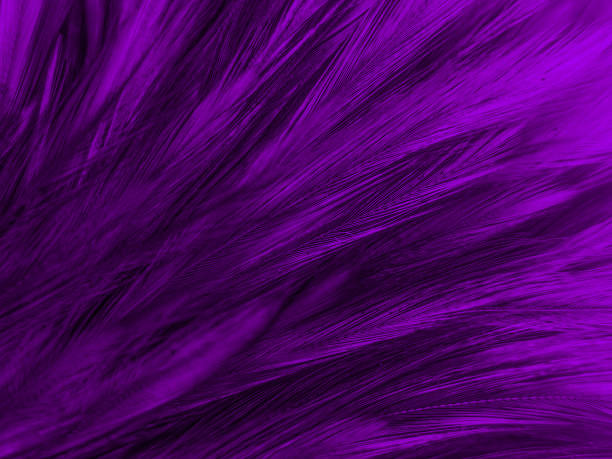 Beautiful abstract white and purple feathers on white background and soft white feather texture on white pattern and purple background, feather pink background , purple banners