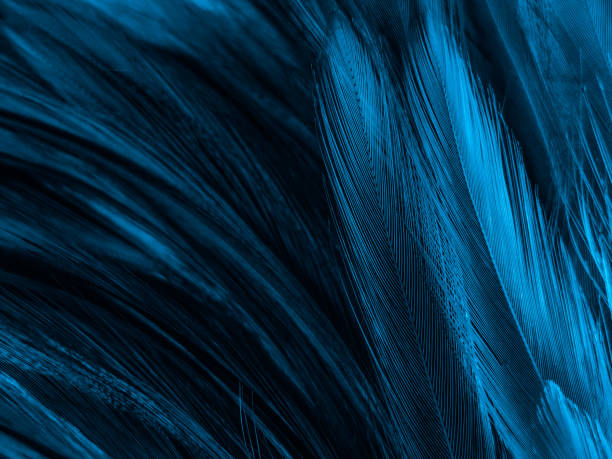istock Beautiful abstract colorful white and blue feathers on white background and soft white feather texture on blue pattern and blue background, feather background, blue banners 1222069509