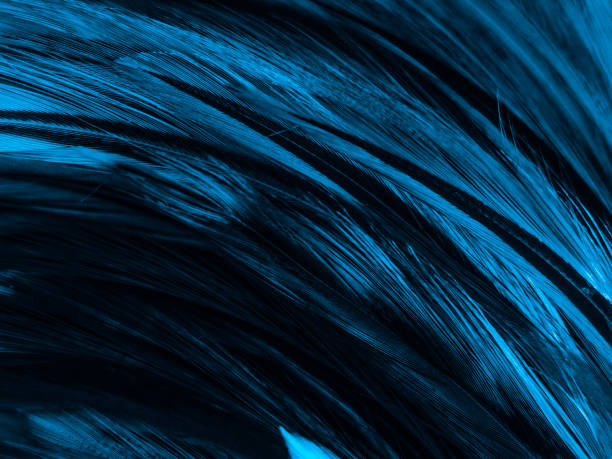 istock Beautiful abstract colorful white and blue feathers on white background and soft white feather texture on blue pattern and blue background, feather background, blue banners 1222069513