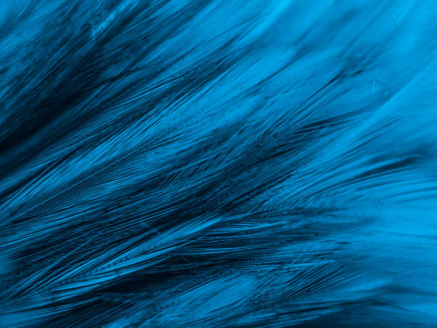istock Beautiful abstract colorful white and blue feathers on white background and soft white feather texture on blue pattern and blue background, feather background, blue banners 1222069517