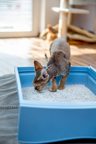istock Devon Rex Cat Sniffing Sand in Litter Box - stock photo 1222069580