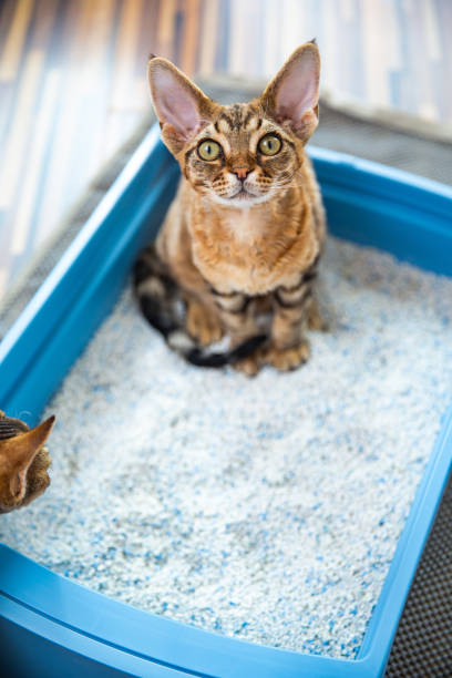 istock High Angle View of Beautiful Devon Rex Cat Sitting on Moisture Absorbent Sand in Litter Box - stock photo 1222069587