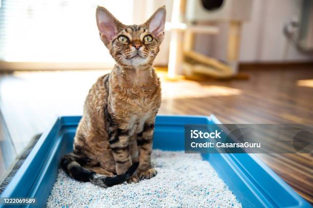Obedient Devon Rex Cat Sitting In Litter Box In Living Room Stock Photo Stock Photo - Download Image Now