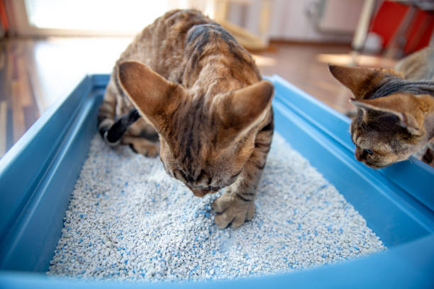 devon rex kitten digging sand in litter box while being watched by curios brother - stock photo - litter imagens e fotografias de stock