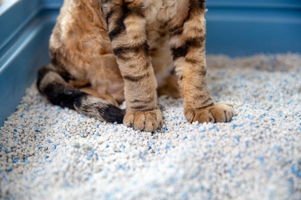Low Section of Devon Rex Cat Sitting on Clumping Cat Sand in Litter Box - stock photo stock photo