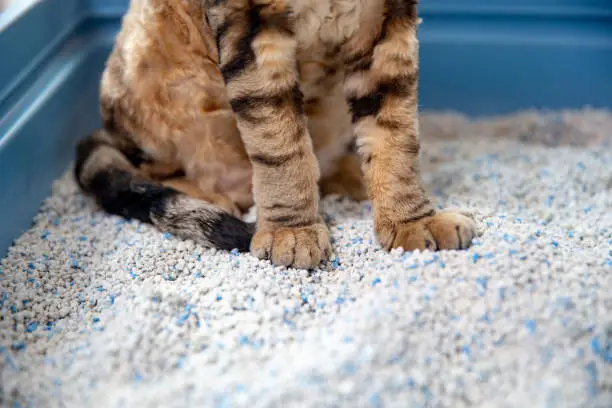 Photo of Low Section of Devon Rex Cat Sitting on Clumping Cat Sand in Litter Box - stock photo