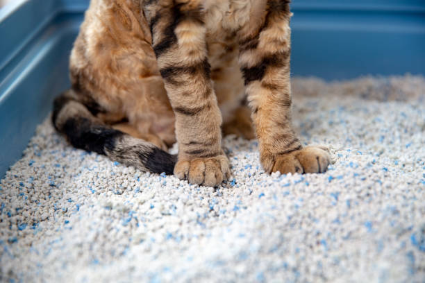 seção baixa de devon rex cat sentado na areia de gato desajeitado em caixa de lixo - foto de estoque - litter - fotografias e filmes do acervo