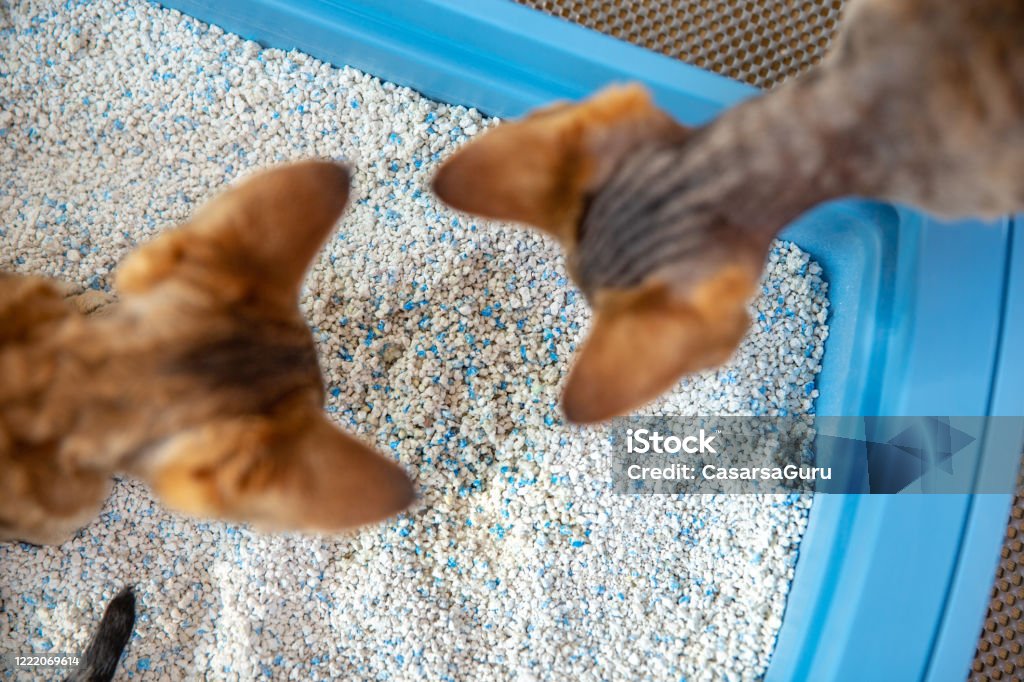 High Angle View of Curious Devon Rex Kittens Examining Dirty Cat Sand in Litter Box - stock photo High Angle View of Curious Devon Rex Kittens Examining Dirty Cat Sand in Litter Box Domestic Cat Stock Photo High Angle View of Curious Devon Rex Kittens Examining Dirty Cat Sand in Litter Box - stock photo High Angle View of Curious Devon Rex Kittens Examining Dirty Cat Sand in Litter Box Domestic Cat Stock Photo