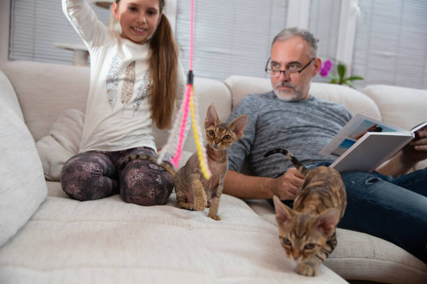 istock Serious Father Curiously Watching his Daughter Playing with Devon Rex Kittens - stock photo 1222070486