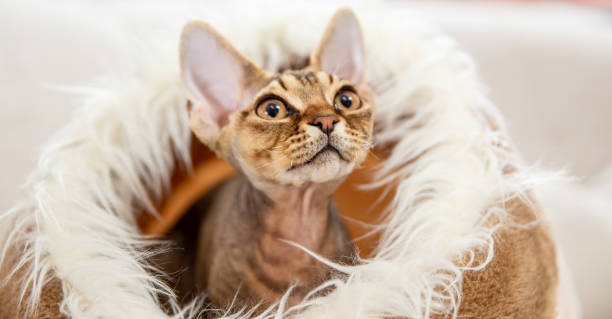 Playful Devon Rex Kitten Sitting in Fluffy Pet Bed