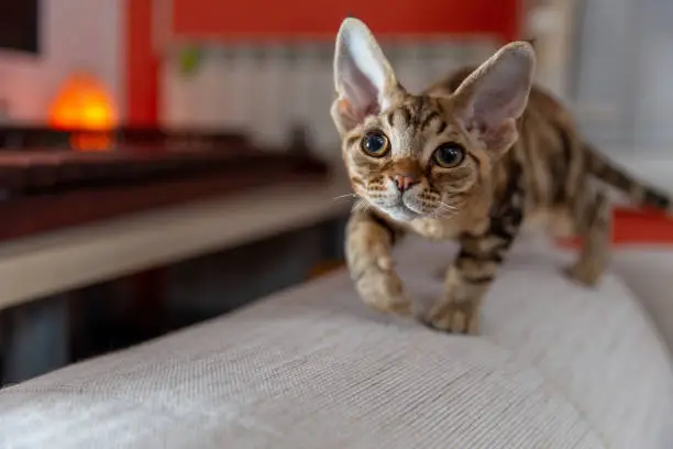 Playful Devon Rex Kitten Getting Ready to Pounce on his Toy