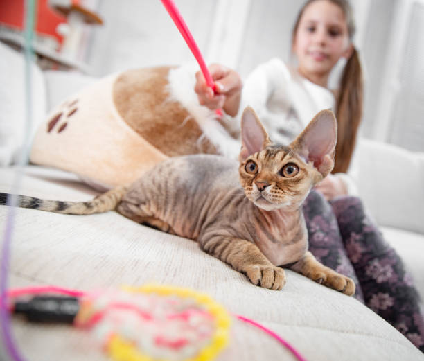 istock Little Girl Playing with Devon Rex Kitten on Sofa - stock photo 1222070717