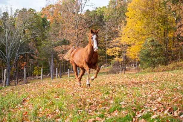 A beautiful fall morning setting depicting a horse running in a pasture at the command if his trainer.
