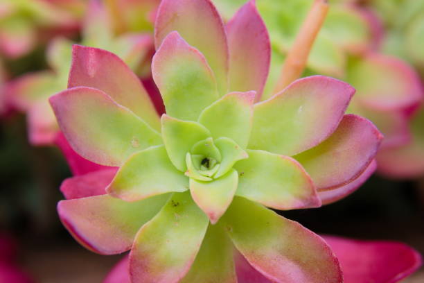 istock Crass green plant 1222071174