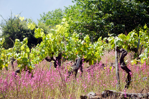 Vineyard in springtime, flowers. Ribeira Sacra, Galicia, Spain.