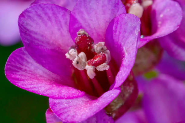 istock Vibrant Pink Flower With Pollen Center 1222072561