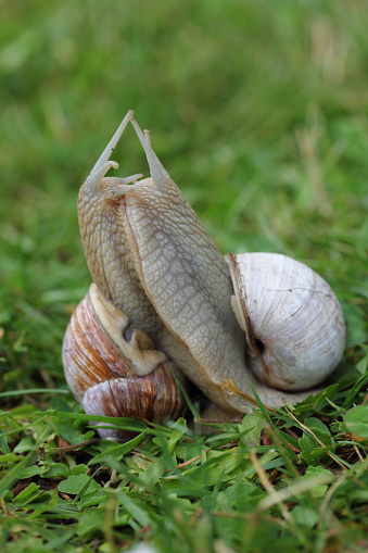 Two Roman snails (Helix pomatia) in copulation