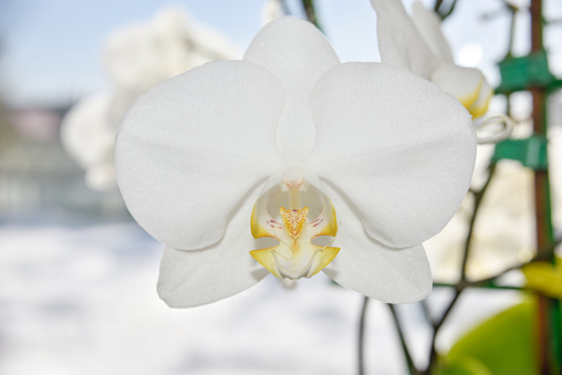 closer look at the head of the white orchid. macro with selective focus.