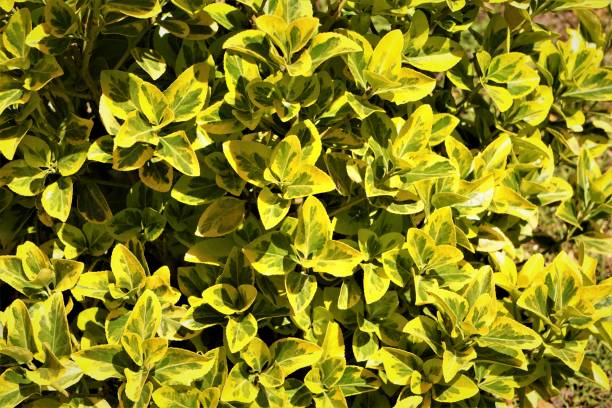 istock Abelia Kaleidoscope leaves 1222073963