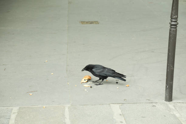 Black crow, Corvus corone, common crow eating bread