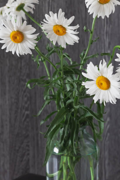 istock Bouquet of large daisies stands on  gray background 1222076130
