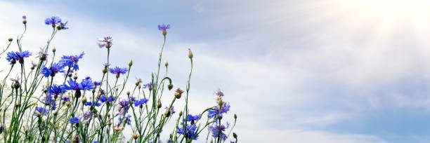 istock Wild flowers on sunny blue sky 1222076176