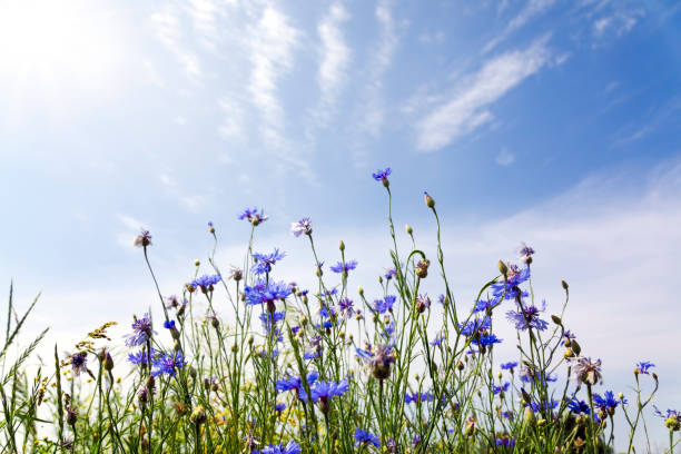 istock Wild flowers on sunny blue sky 1222076265
