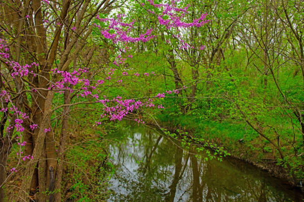 istock Small Stream with Spring Redbud Trees-Hamilton County Indiana 1222076492